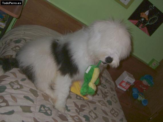 La foto del perro