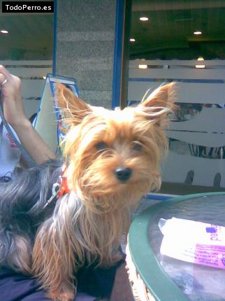 La foto del perro
