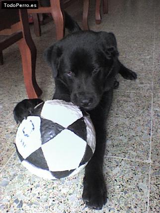 La foto del perro