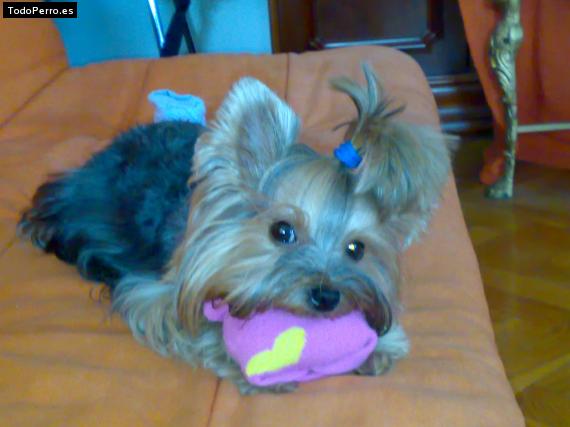 La foto del perro