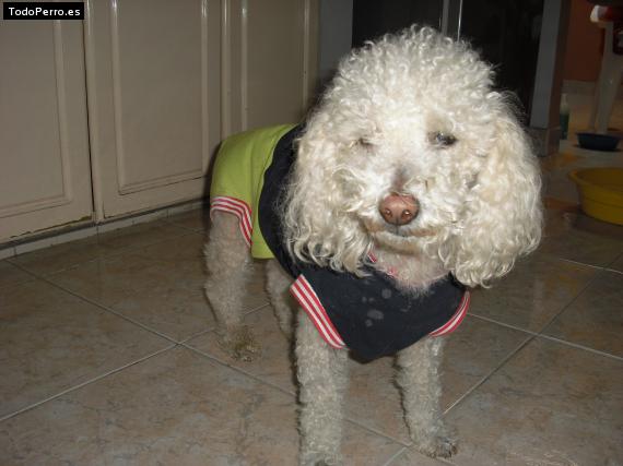 La foto del perro
