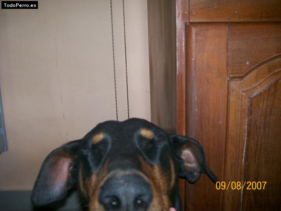 La foto del perro
