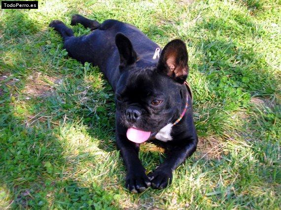 La foto del perro