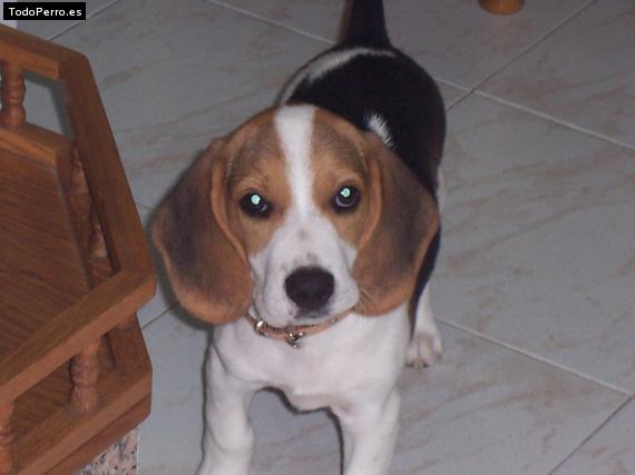 La foto del perro