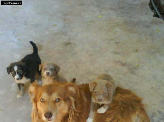 Foto del perro Coco, blaky, cielo y mar