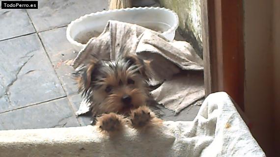La foto del perro