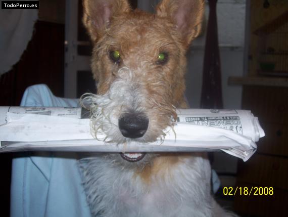 La foto del perro