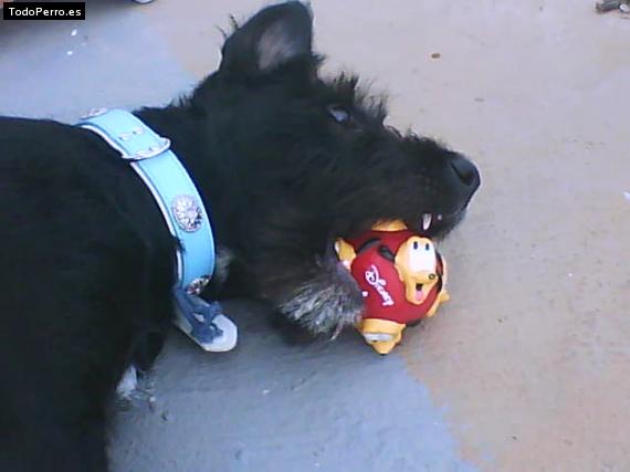 La foto del perro