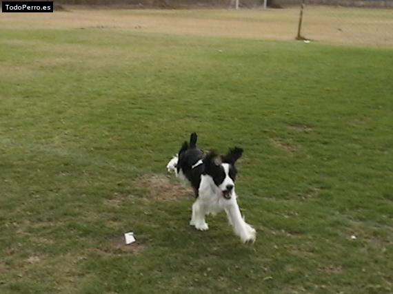Foto del perro Scooby