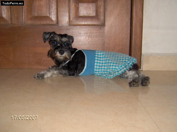La foto del perro