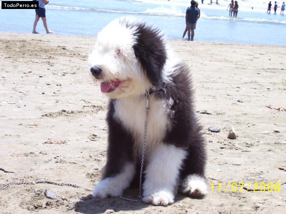 La foto del perro