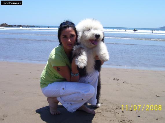 La foto del perro