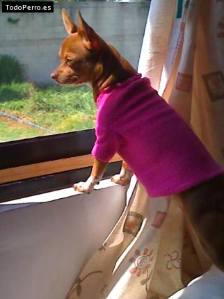 La foto del perro