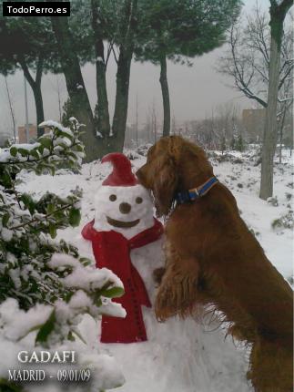 La foto del perro