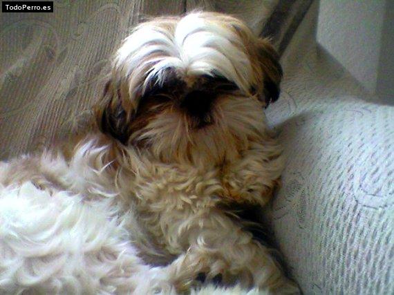 La foto del perro