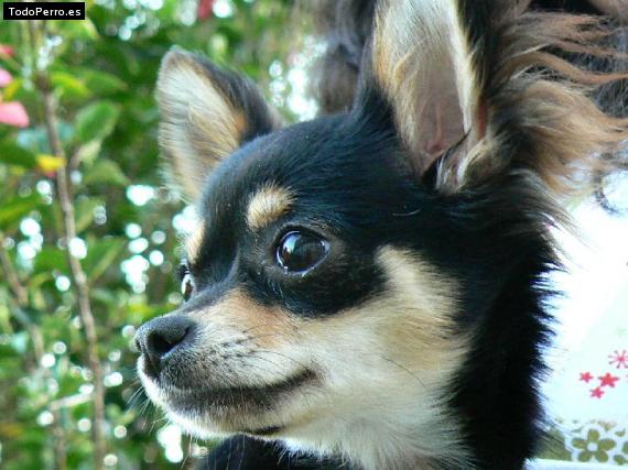 La foto del perro
