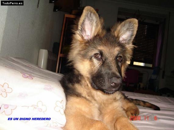 La foto del perro