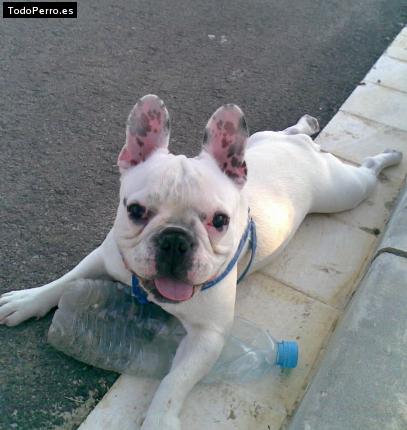 La foto del perro