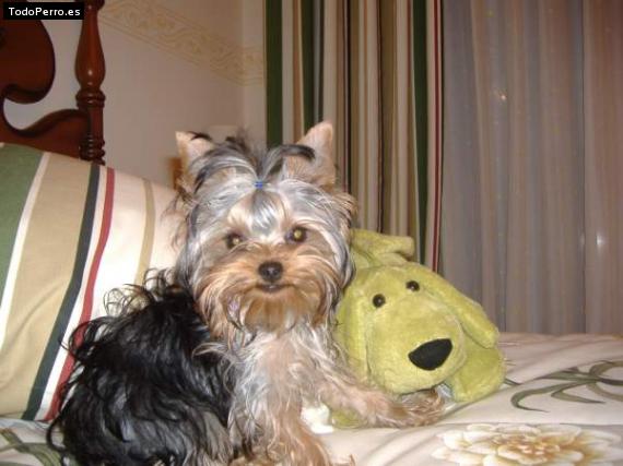 La foto del perro
