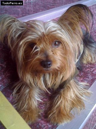 La foto del perro