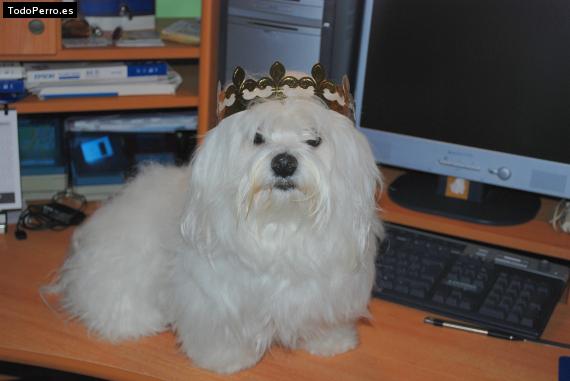 La foto del perro