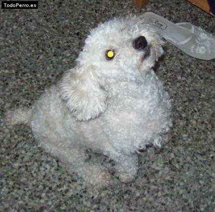 La foto del perro