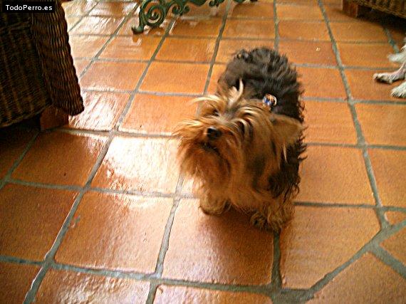 La foto del perro