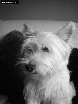 La foto del perro