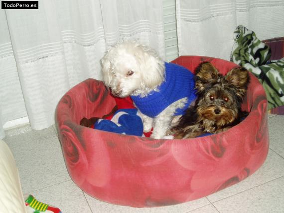 La foto del perro