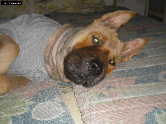 La foto del perro