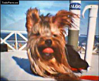 La foto del perro