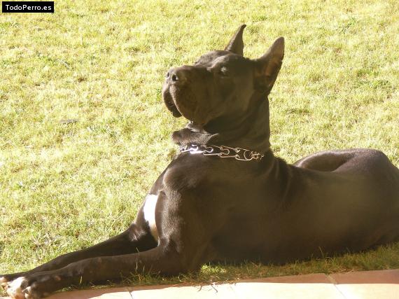 La foto del perro
