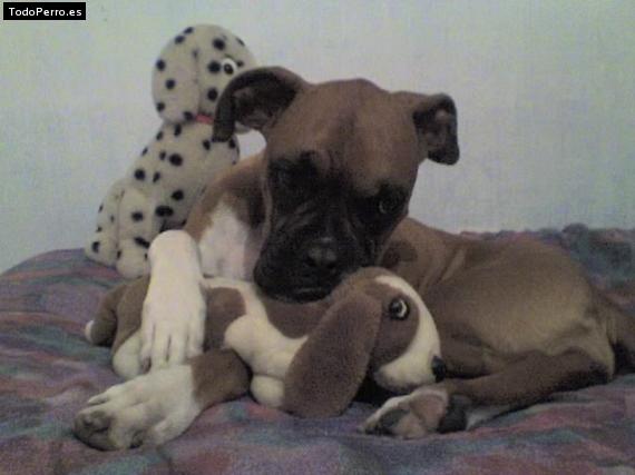 Foto del perro Tatiana