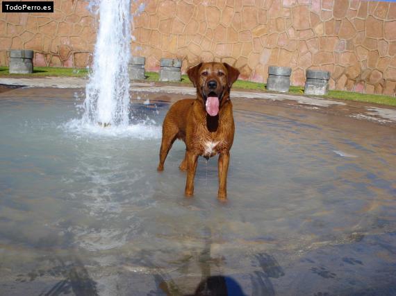 La foto del perro