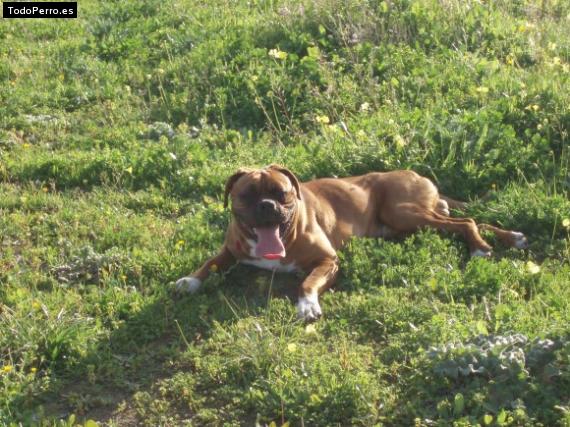 La foto del perro