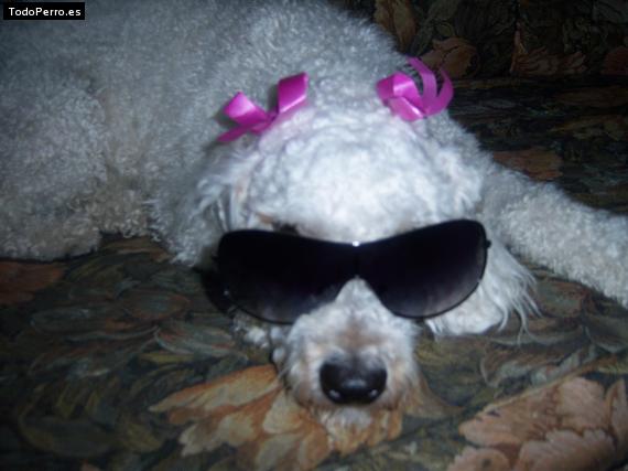 La foto del perro