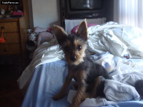 La foto del perro
