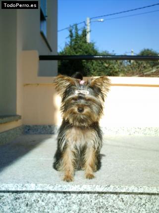 La foto del perro