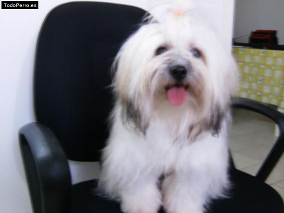 La foto del perro
