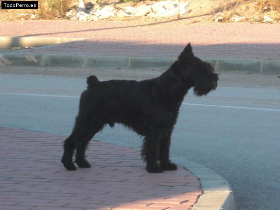 La foto del perro