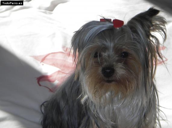 La foto del perro