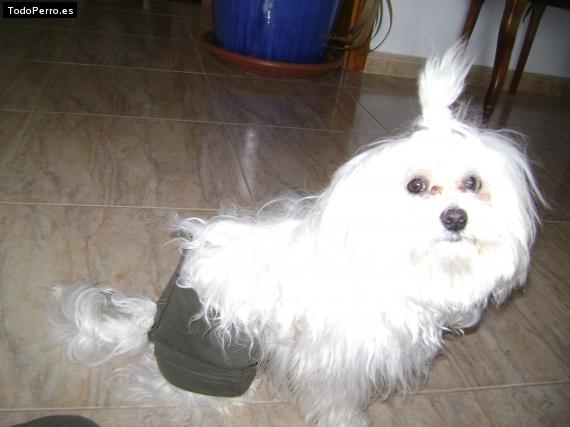La foto del perro