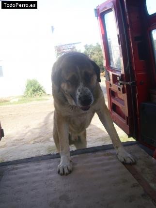 La foto del perro