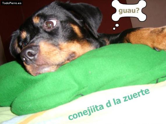 La foto del perro