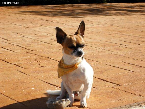 La foto del perro