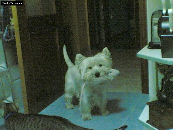 La foto del perro