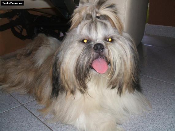 La foto del perro
