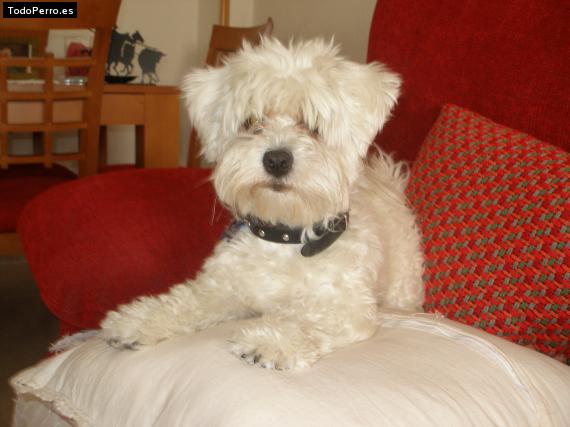 La foto del perro