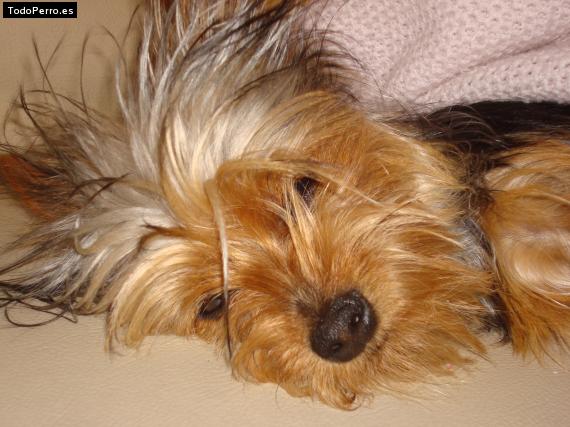 La foto del perro