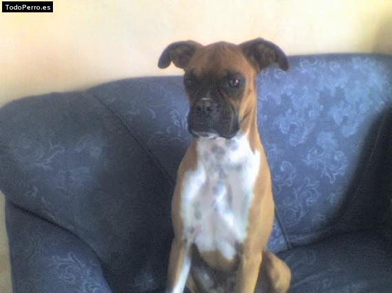 La foto del perro